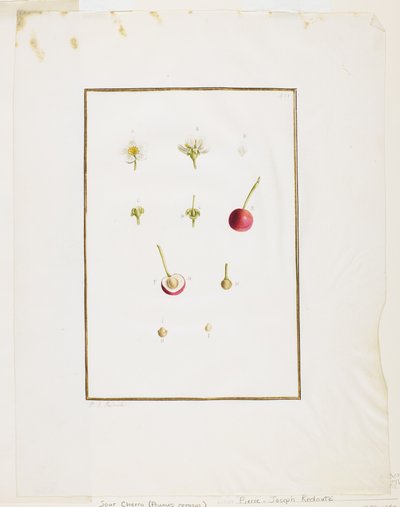 Botanical Dissection: Sour Cherry (Prunus cerasus) by Pierre Joseph Redouté